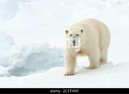 Ours polaire (Ursus maritimus), marche sur la banquise, vue de face, Norvège, Svalbard Banque D'Images