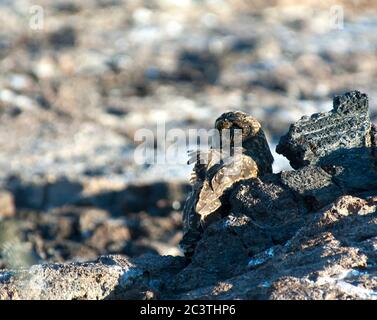 La chouette à éperon de Galapagos, ASIO flammeus ssp. Galapagoensis (ASIO galapagoensis, ASIO flammeus galapagoensis), perchée entre les rochers, Équateur, îles Galapagos Banque D'Images