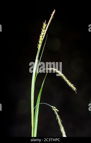 Carex sylvatica, inflorescence sur fond noir, pays-Bas Banque D'Images