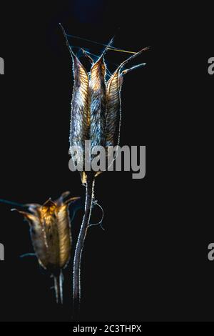 columbine européenne (Aquilegia vulgaris), fruits sur fond noir, pays-Bas, Frison Banque D'Images