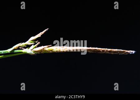 Carex sylvatica, épelette mâle sur fond noir, pays-Bas Banque D'Images