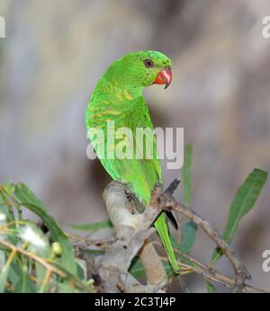 Lorikeet à crosse squameuse (Trichoglossus chlorolépidotus), perches sur une branche et regardant en arrière, vue latérale, Australie, Queensland, Ingham, Tyto marécage Banque D'Images