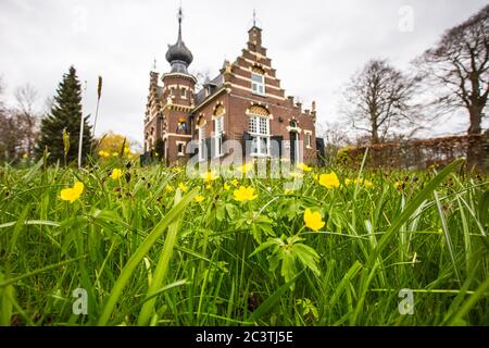 Anémone jaune, anémone de bois jaune, anémone de buttercup (Anemone ranunculides), floraison dans un jardin, pays-Bas, Frison, Martenastate, Koarnjum Banque D'Images