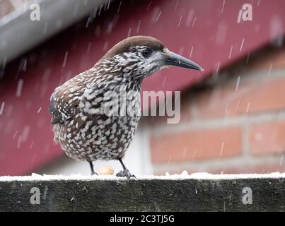 casse-noisette tacheté (Nucifraga caryocatactes), perchée à la chute de neige sur un mur enneigé, pays-Bas Banque D'Images