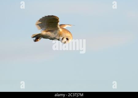 Barn Owl, Tyto alba, chasse, en vol, Suffolk Banque D'Images