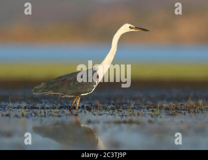 Héron à col blanc (Ardea pacifica), passage à gué dans les eaux peu profondes, vue latérale, Australie, Queensland, lac Moondarra Banque D'Images