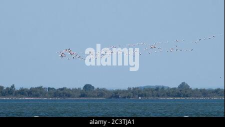 Grand flamants (Phoenicopterus roseus, Phoenicopterus ruber roseus), groupe en vol en Camargue, France, Provence, Camargue Banque D'Images