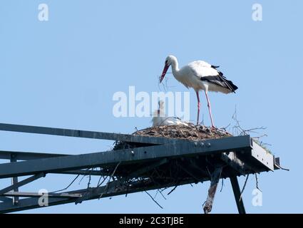 Ciconie blanche (Ciconia ciconia), paire dans un nid de ciconie sur un pylône électrique, pays-Bas, Lelystad Banque D'Images