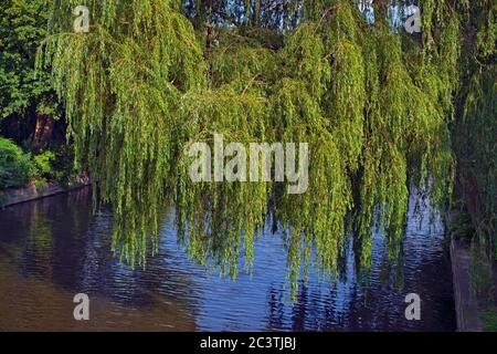 Saule d'or (Salix spulcralis 'Chrysocoma', Salix chrysocoma, Salix chrysocoma), à Alster, Allemagne, Hambourg Banque D'Images