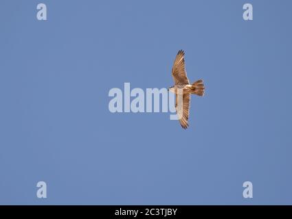 le faucon Saker (Falco cherrug milvipes, Falco milvipes), en vol, Mongolie, parc national de Chusain Nuruu Banque D'Images