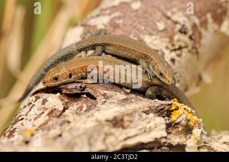 Lézard vivipare ou lézard commun, Zotoca vivipara, couple de baffage sur le bois, Norfolk, août Banque D'Images