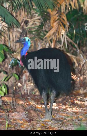 Casowaire méridional, casowaire à double puissance, casowaire australien, casowaire à deux puissances (Casuarius casuarius), homme debout, Australie, Queensland, zone d'utilisation de jour de Licuala Banque D'Images