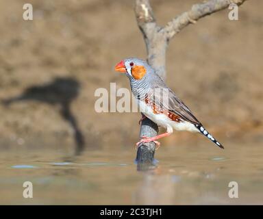 Zebra finch (Poephila guttata, Taeniopygia guttata), homme adulte, Australie, Queensland, long Waterhole Banque D'Images