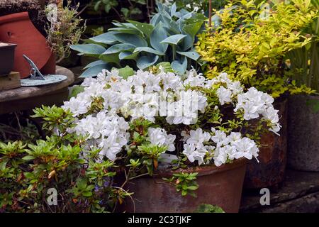 Une azalée blanche, (Japonica, Mont Everest) en pleine floraison dans le petit jardin amateur de tenue à 900ft Banque D'Images