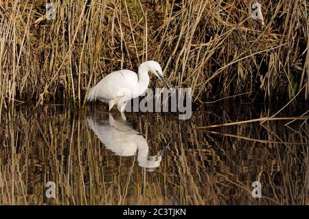 Little Egret, Egretta garzetta, pêche, lacs de Lackford, Suffolk Wildlife Trust Banque D'Images