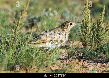 Grive blanche (Zoothera aurea), recherche sur le terrain, vue latérale, Mongolie, réserve naturelle de la NART Ikh Banque D'Images