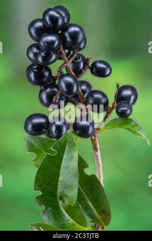 Commun privé, Golden privé, sauvage privé, prem, européen privé (Ligustrum vulgare), fruits, Allemagne, Bavière Banque D'Images