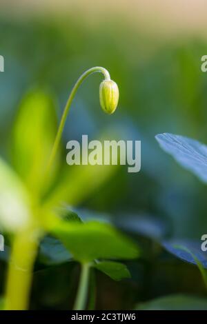 Double Windflower (Anemone nemorosa 'Vestal', Anemone nemorosa Vestal), cultivar Vestal in Bud, pays-Bas Banque D'Images