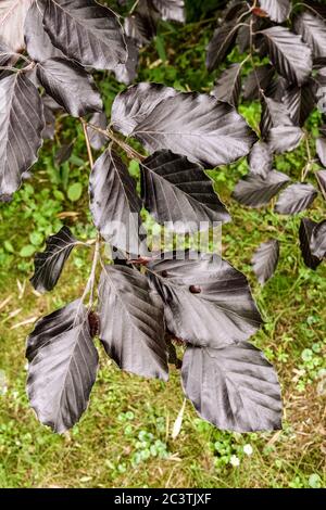 Hêtre Fagus sylvatica 'Spaethiana' Banque D'Images