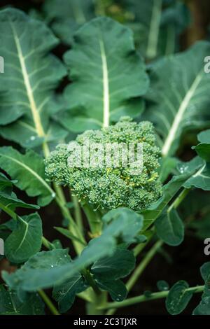 Brocoli, Brassica oleracea var. Italica - vue latérale Banque D'Images