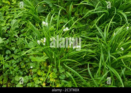 Poireau à trois cornées (Allium triquetrum), qui fleurit dans un pré, pays-Bas Banque D'Images