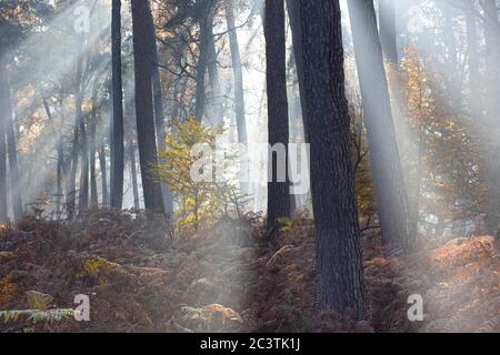 PIN écossais, PIN écossais (Pinus sylvestris), poutres solaires dans la forêt de pins brumeux, pays-Bas, Gelderland, Veluwe, Speulderbos Banque D'Images