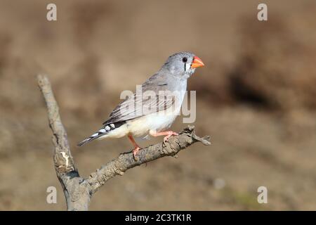 Zebra finch (Poephila guttata, Taeniopygia guttata), femelle adulte, Australie, Queensland, long Waterhole Banque D'Images