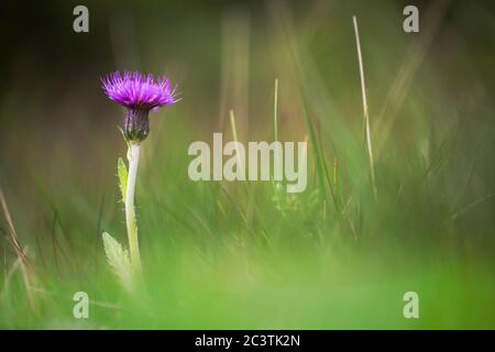 Chardon des prés (Cirsium dissectum), floraison, pays-Bas, Schiermonnikoog Banque D'Images