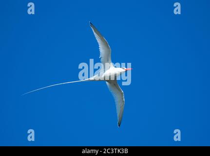 Oiseau tropique à bec rouge (Phaethon aethereus), en vol contre un ciel bleu, Équateur, îles Galapagos Banque D'Images