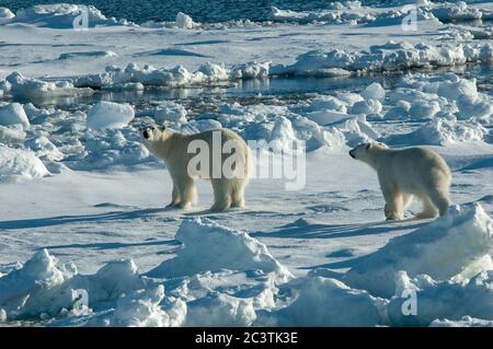 Ours polaire (Ursus maritimus), Béass polaire marchant avec l'ours cub sur la banquise, vue latérale, Norvège, Svalbard Banque D'Images