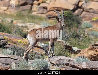 Ibex sibérien (Capra sibirica, Capra ibex sibirica), buck debout dans les montagnes, vue latérale, Mongolie, réserve naturelle de Ikh NART Banque D'Images