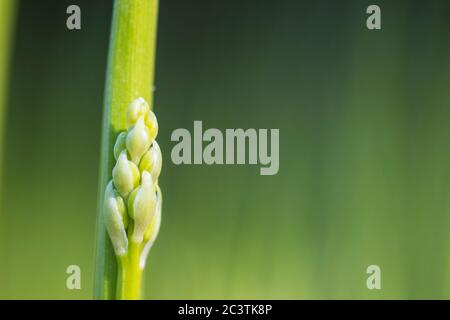 Nénuphars européens (Convallaria majalis), inflorescence en bud, pays-Bas, Frise Banque D'Images