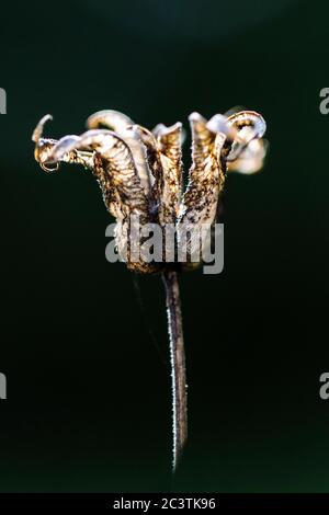 European columbine (Aquilegia vulgaris), fruits ouverts sur fond noir, pays-Bas, Frison Banque D'Images