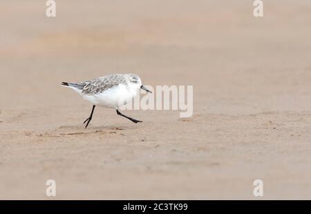 sanderling (Calidris alba), courant sur la plage, Espagne, Tarifa Banque D'Images