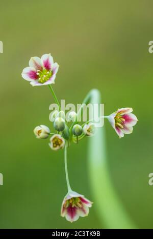 Miel ail (Allium siculum, Nectaroscordum siculum), fleurs Banque D'Images