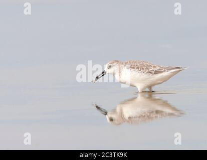sanderling (Calidris alba), sur la plage de Tarifa avec l'insecte, Espagne, Tarifa Banque D'Images