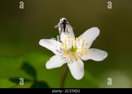 Anemone de bois (Anemone nemorosa), fleurs à la mouche, pays-Bas, Frise Banque D'Images