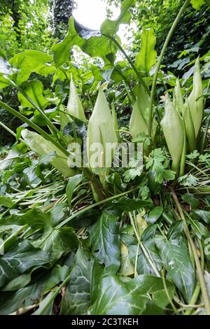 Les seigneurs et dames italiens, arum italien (Arum italicum), floraison, pays-Bas, Groningen, Zuidhoorn Banque D'Images