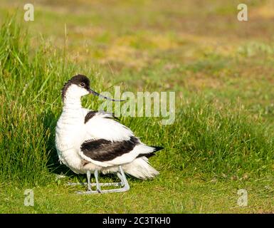 pied avocat (Recurvirostra avosetta), poussin se cachant sous le plumage du parent, vue latérale, pays-Bas, Texel Banque D'Images