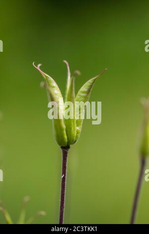 European columbine (Aquilegia vulgaris), jeunes fruits, pays-Bas, Frison Banque D'Images