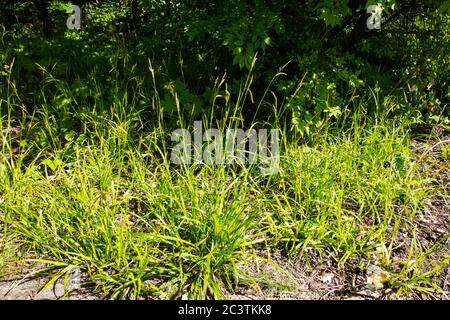 Cale de bois (Carex sylvatica), habitude, pays-Bas Banque D'Images