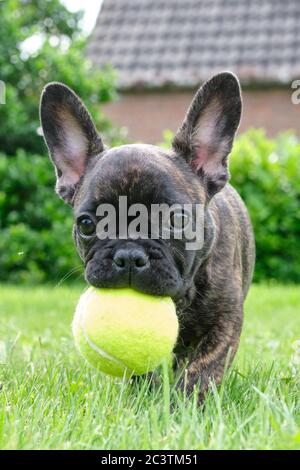 Un adorable chien Bulldog français marron et noir joue dans l'herbe avec une balle jaune Banque D'Images