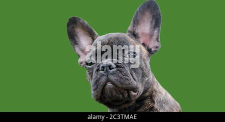 Panorama d'une tête d'un adorable chien Bulldog français bringé brun et noir, sur fond vert Banque D'Images