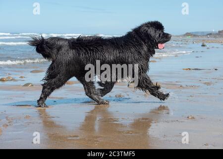 un chien de terre-neuve sur la plage en vacances Banque D'Images