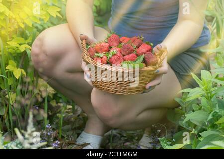 Producteurs de fraises travaillant avec la récolte en serre. Les mains de la femme tiennent des fraises. Mains de femmes tenant des fraises fraîches. Banque D'Images