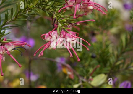 Grevilleas, fleurs rose foncé, Bendigo, Victoria, Australie Banque D'Images