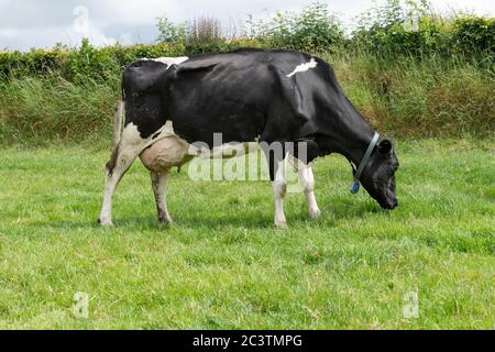 vache holstein pâturage Banque D'Images