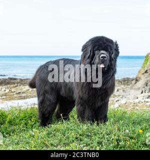 Chien de Terre-Neuve Banque D'Images