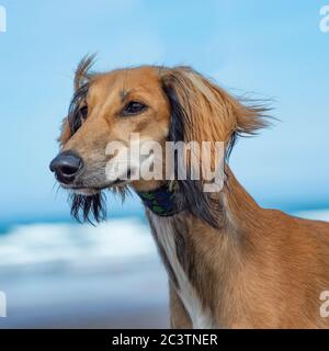 Saluki Banque D'Images