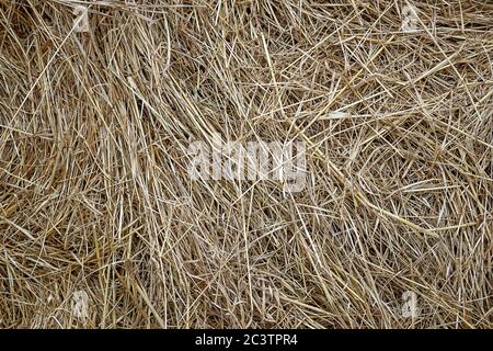 Texture du foin. Fond sec de l'herbe Banque D'Images